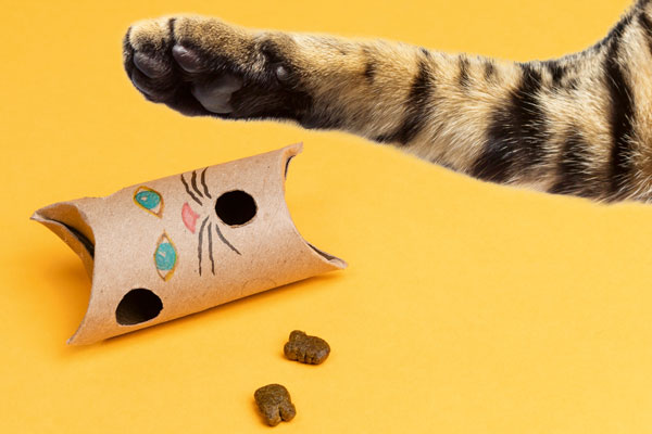 Cat Enrichment Project for Kids: DIY Treat Toy Puzzle