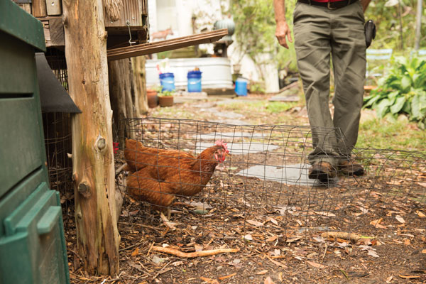 Photo of a chicken walking through a fenced tunnel.