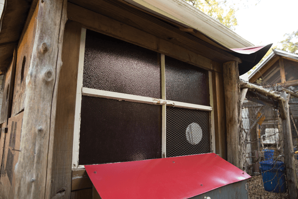 How to build external nest boxes for your chicken coop