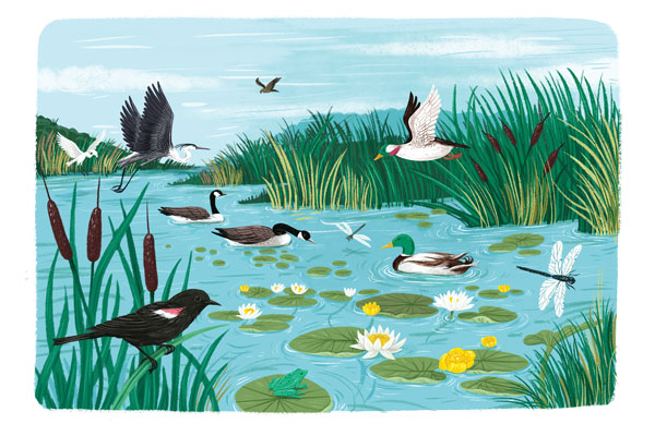 Illustration from Backpack Explorer: Bird Watch of different birds on water