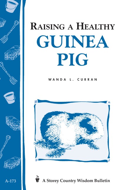 Raising a Healthy Guinea Pig
