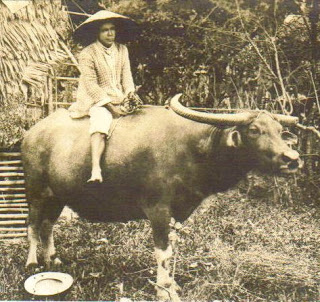 Riding the Ox | Hachette Book Group