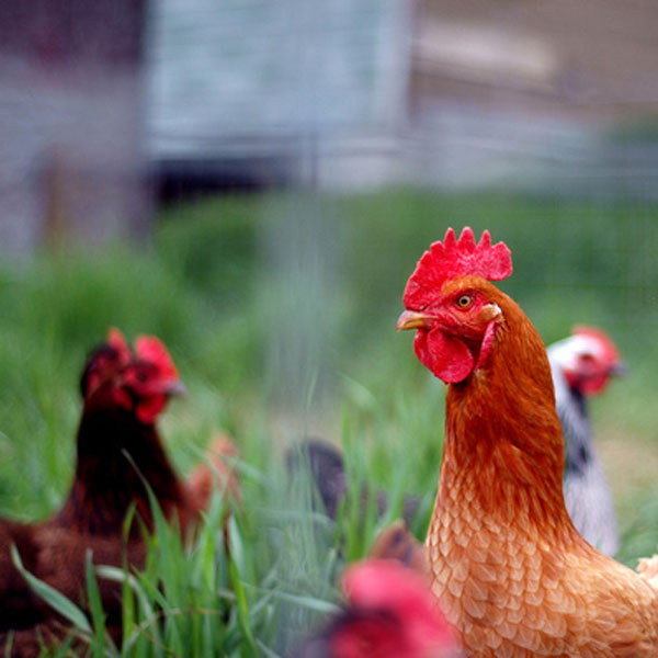 Henhouse Romance: Laws of Chicken Attraction