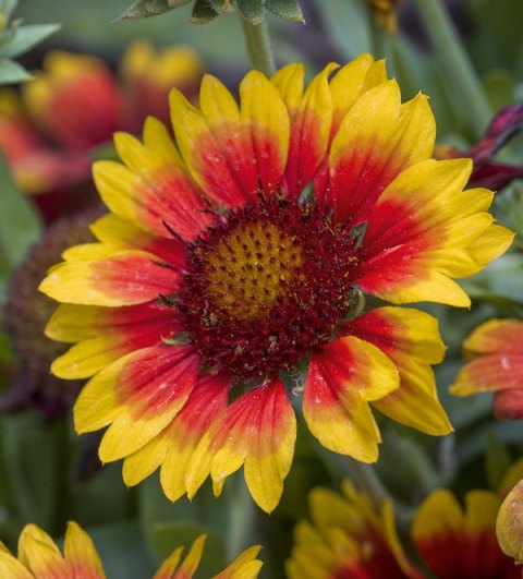 How Flowers and Bees Evolved to Meet Each Other’s Needs