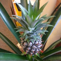 How to Grow a Pineapple from a Pineapple
