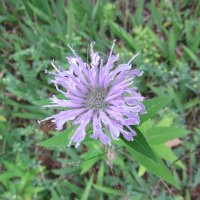 How to Make Bee Balm Tincture