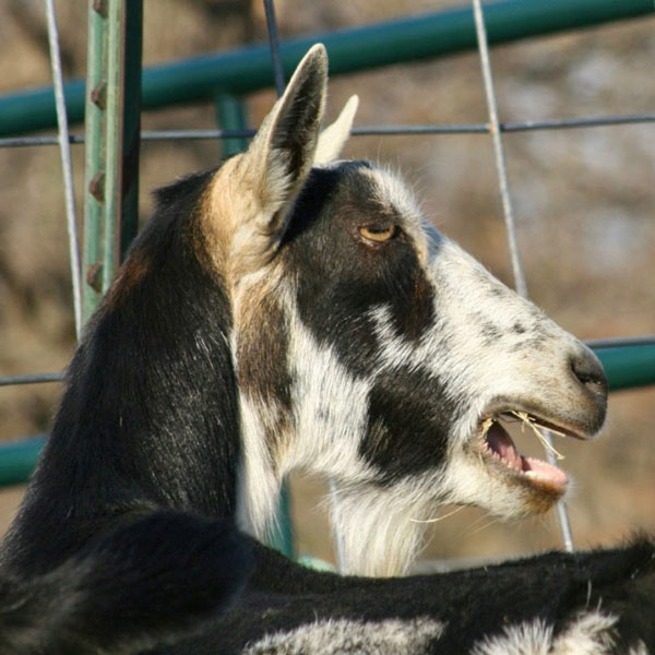 Katy: An Alpine Goat and Her Kidding Season Suprise