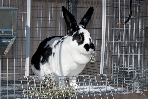 Photo of a black and white rabbit in an open door cage.