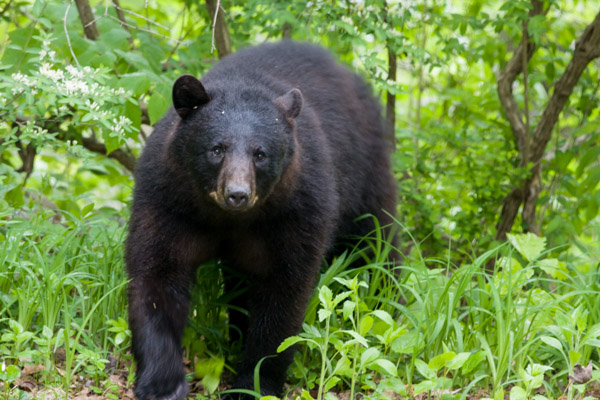 Photo of a black bear in the forest.