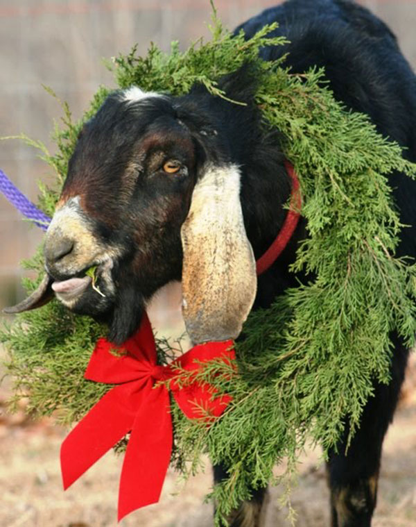 Photo of a Nubian with a Christmas wreath around its neck.