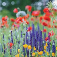 Mini Meadows for Your Yard’s Toughest Spots