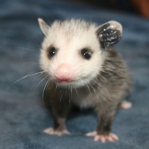 Playing Possom, Part 2: Life with Rescued Joeys