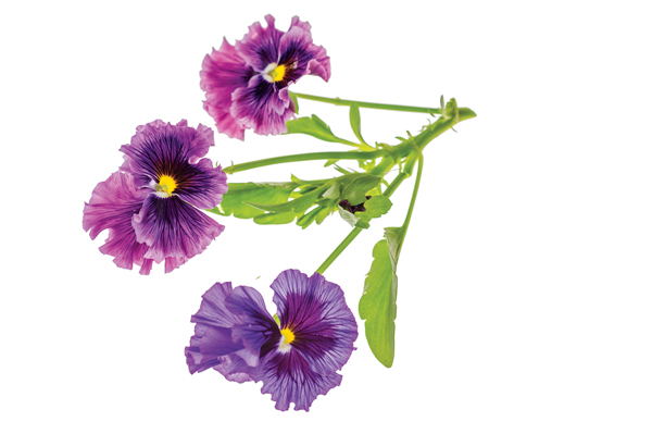 storey-Nine Reasons to Try Container Gardening-02