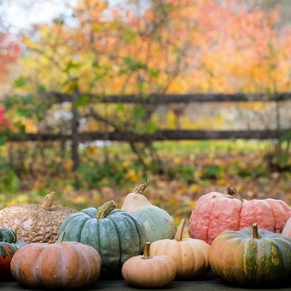How to Crack, Cut, Peel, and Prepare Fresh Pumpkin | Hachette Book