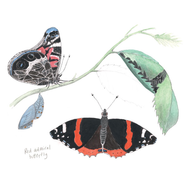 Illustration of the Red Admiral Buttery drawn by Bernd Heinrich and excepted from The Naturalist Notebook