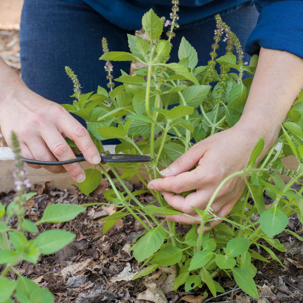 Photo of hands trimming holy basil above a leaf node looks clean. 