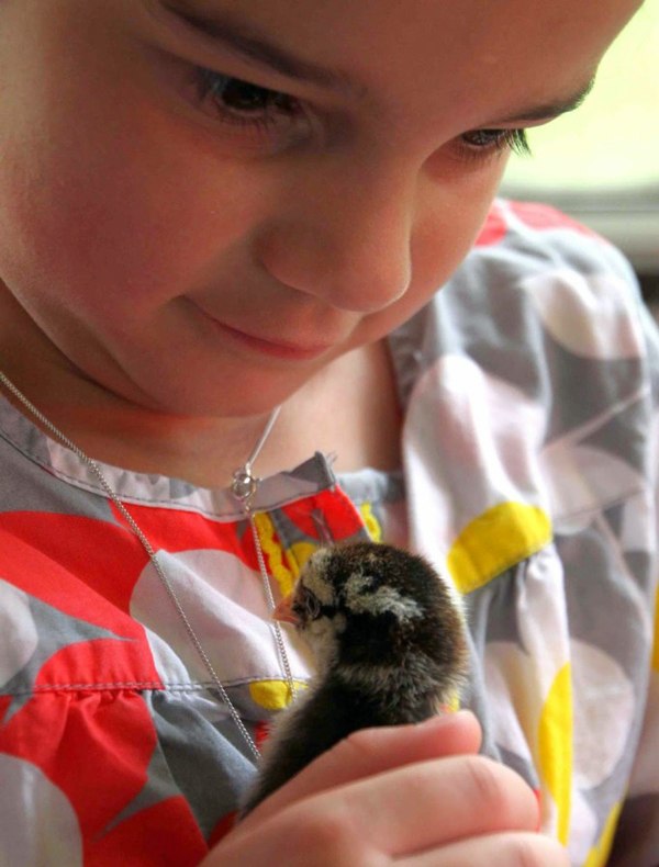 Photo of a young child holding a chick taken by Melissa Caughey of the book A Kid's Guide to Keeping Chickens