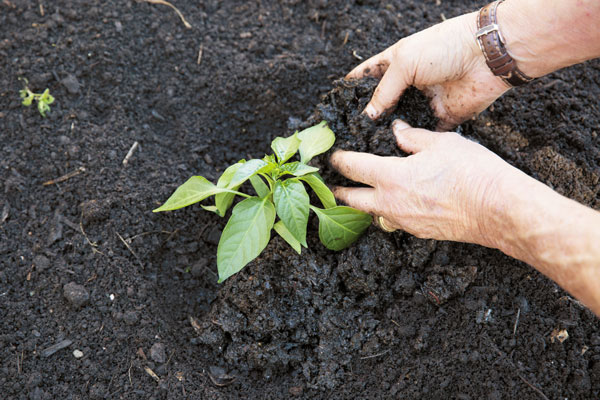 A photo of hands mixing biochar into soil.