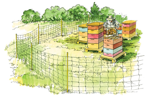 Illustration of a beekeeper opening a sheet of honeycomb in a fenced area for beehives.