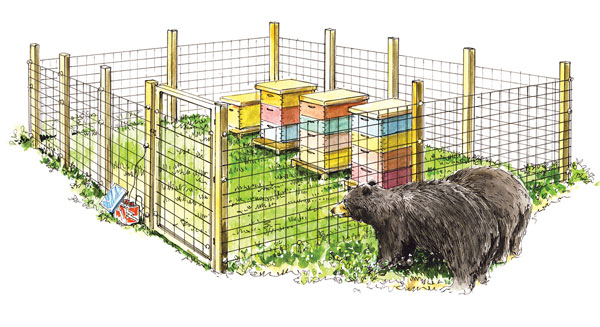 Illustration of a bear outside fenced in beehives.