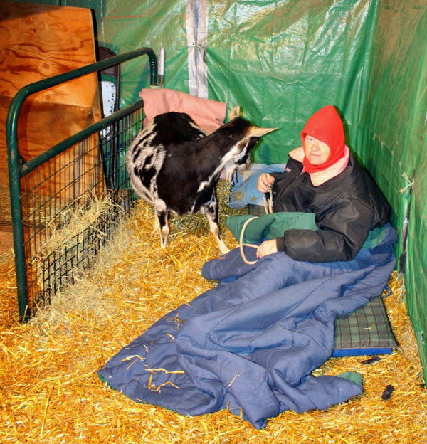 storey-Katy: An Alpine Goat and Her Kidding Season Suprise-03