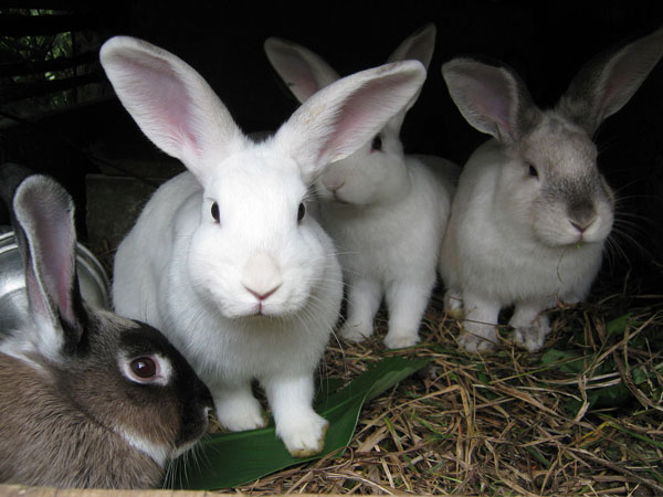 Photo of four rabbits.