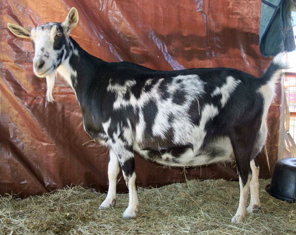 storey-Katy: An Alpine Goat and Her Kidding Season Suprise-02