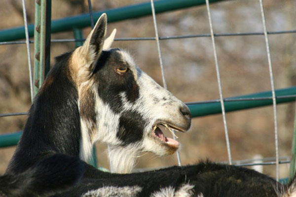 storey-Katy: An Alpine Goat and Her Kidding Season Suprise-01