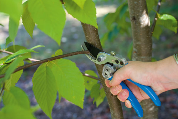 Photo of hands pruning young branches.