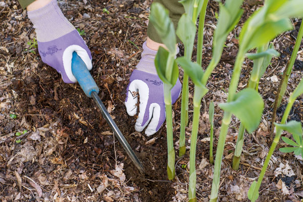 A photo of hands in purple gloves using a CobraHead to dig roots.