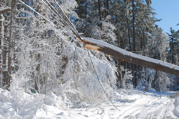 Photo of a tree in winter that has knocked out power lines © dejavudesigns/stock.adobe.com