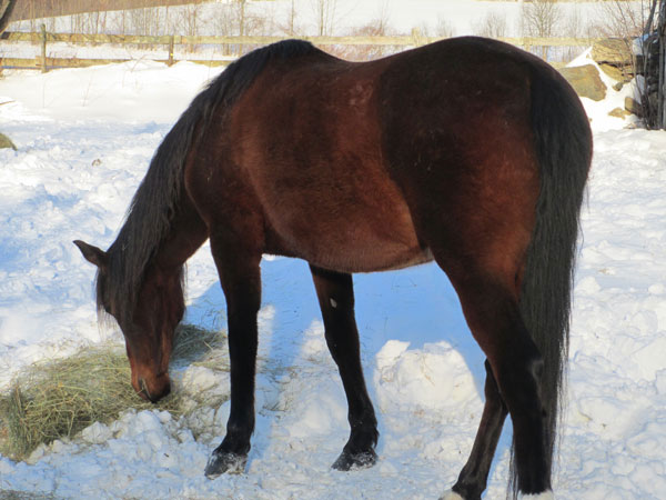 Winter Blanket Tug-of-War: A Horse Owner's Dilemma