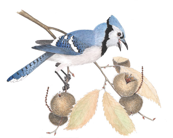 Illustration of a Blue Jay on a branch by Bernd Heinrich excerpted from The Naturalist's Notebook