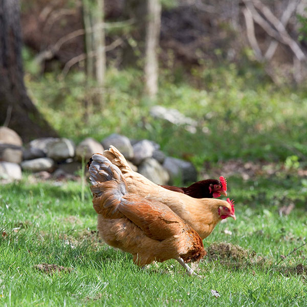Why Raise Chickens? Hachette Book Group