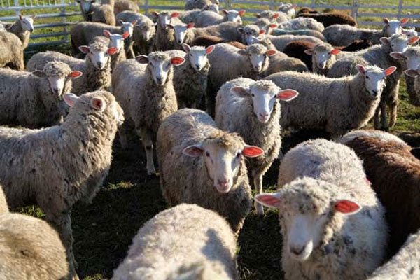 storey-A Recipe for Lamb and Lentil Soup-02