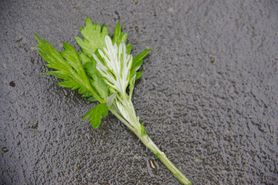 Photo of a mugwort stem and underside of mugwort leaves.