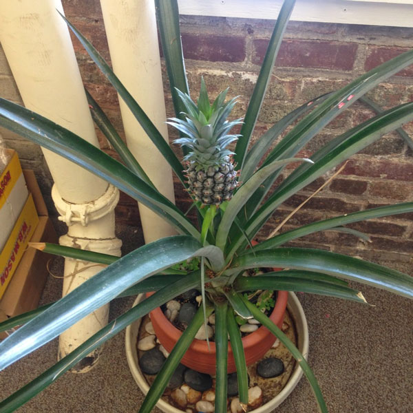 How to Grow a Pineapple from a Pineapple Hachette Book Group