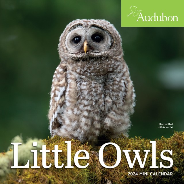 Audubon Little Owls Mini Wall Calendar 2024