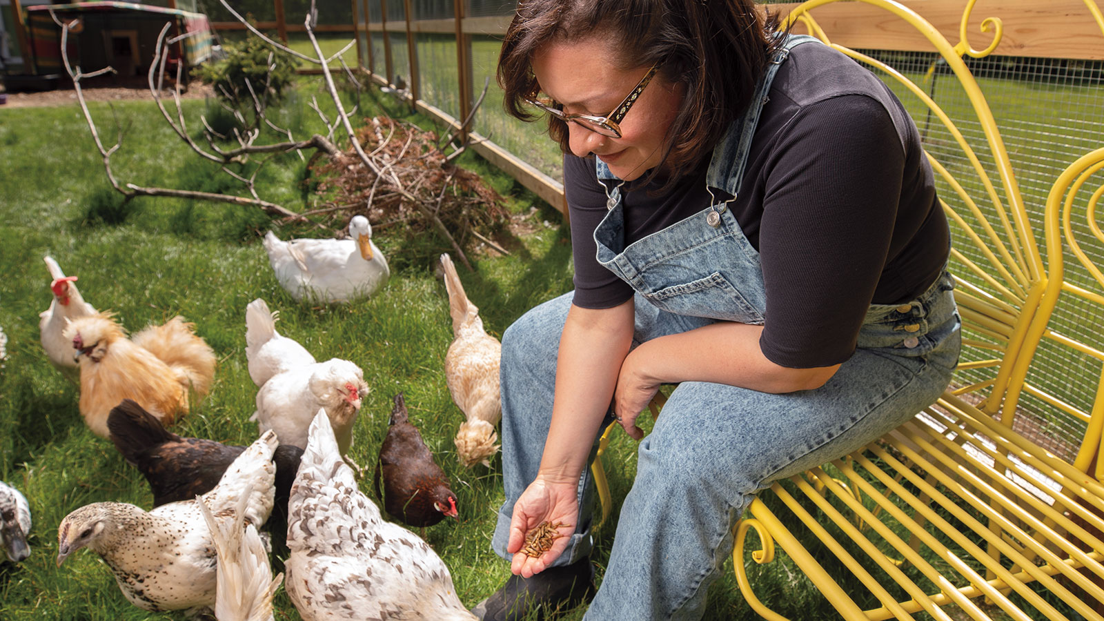 Six Rules for Mindful Chicken Keeping | Hachette Book Group