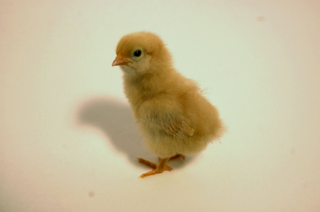 A photo of a Buff Orpington chick. 
