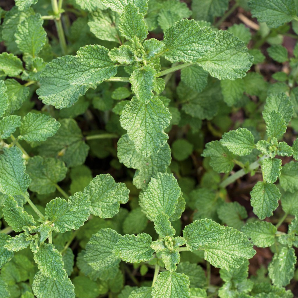 Horehound photo from Grow Your Own Remedies.