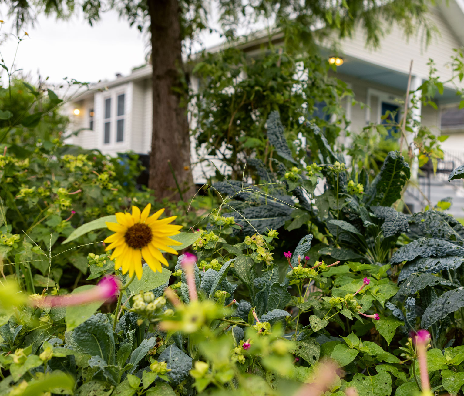 Photo of garden with kale, sunflowers, and other vegetables and flowers.