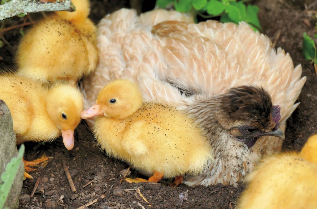 Photo of a chicken surrounded by ducklings.