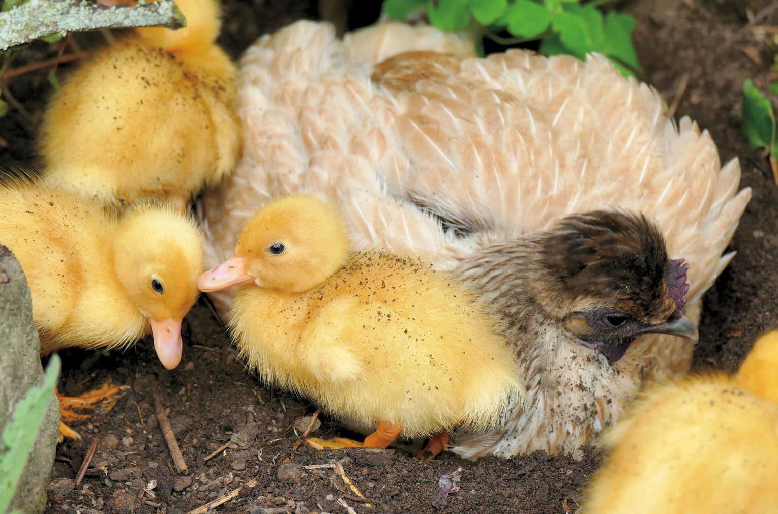 Can You Keep Ducks and Chickens Together? Hachette Book Group