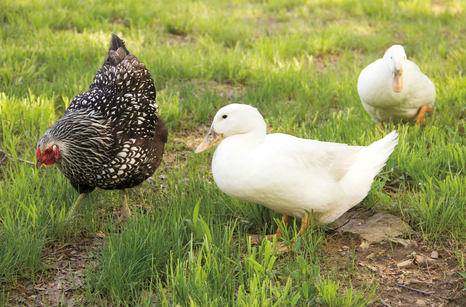 Photo of two white ducks next to a chicken in the grass.