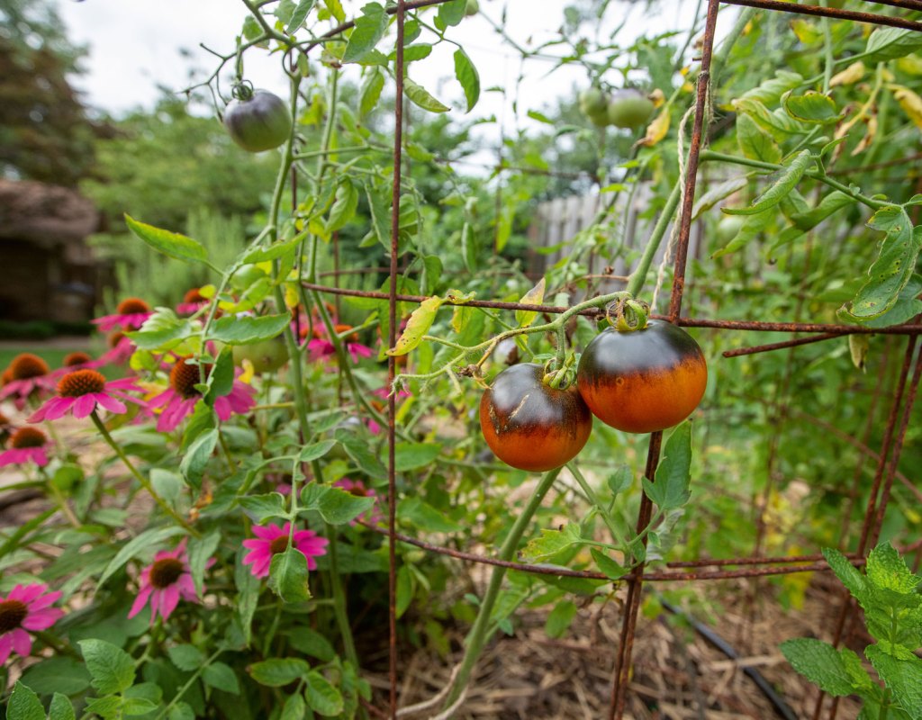 Photo of hot pink echinacea next to ripening 'Indigo Apple' tomatoes.