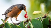 A photo of an American Robin eating a berry.