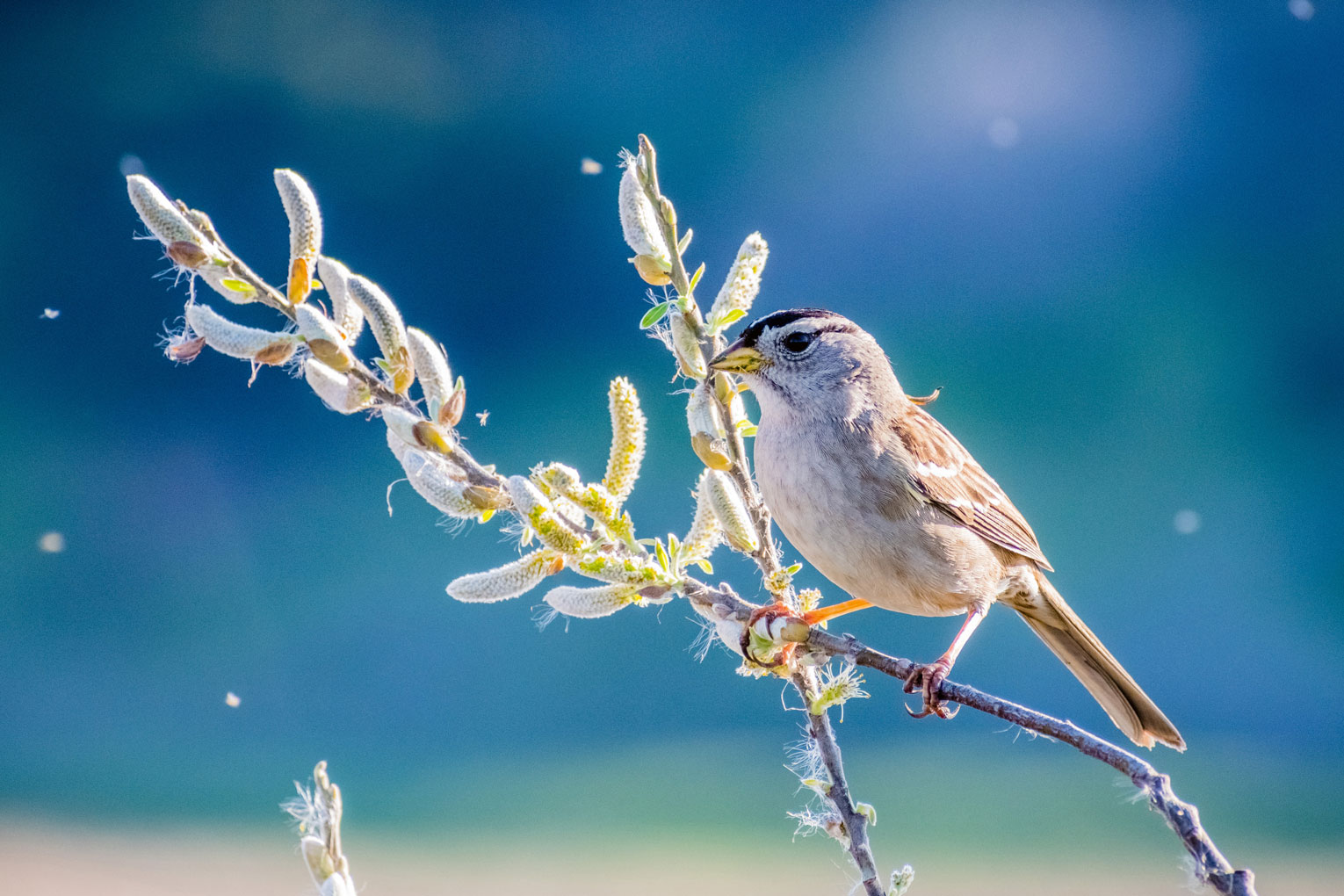 Photo of a White-Crowned Sparrow.