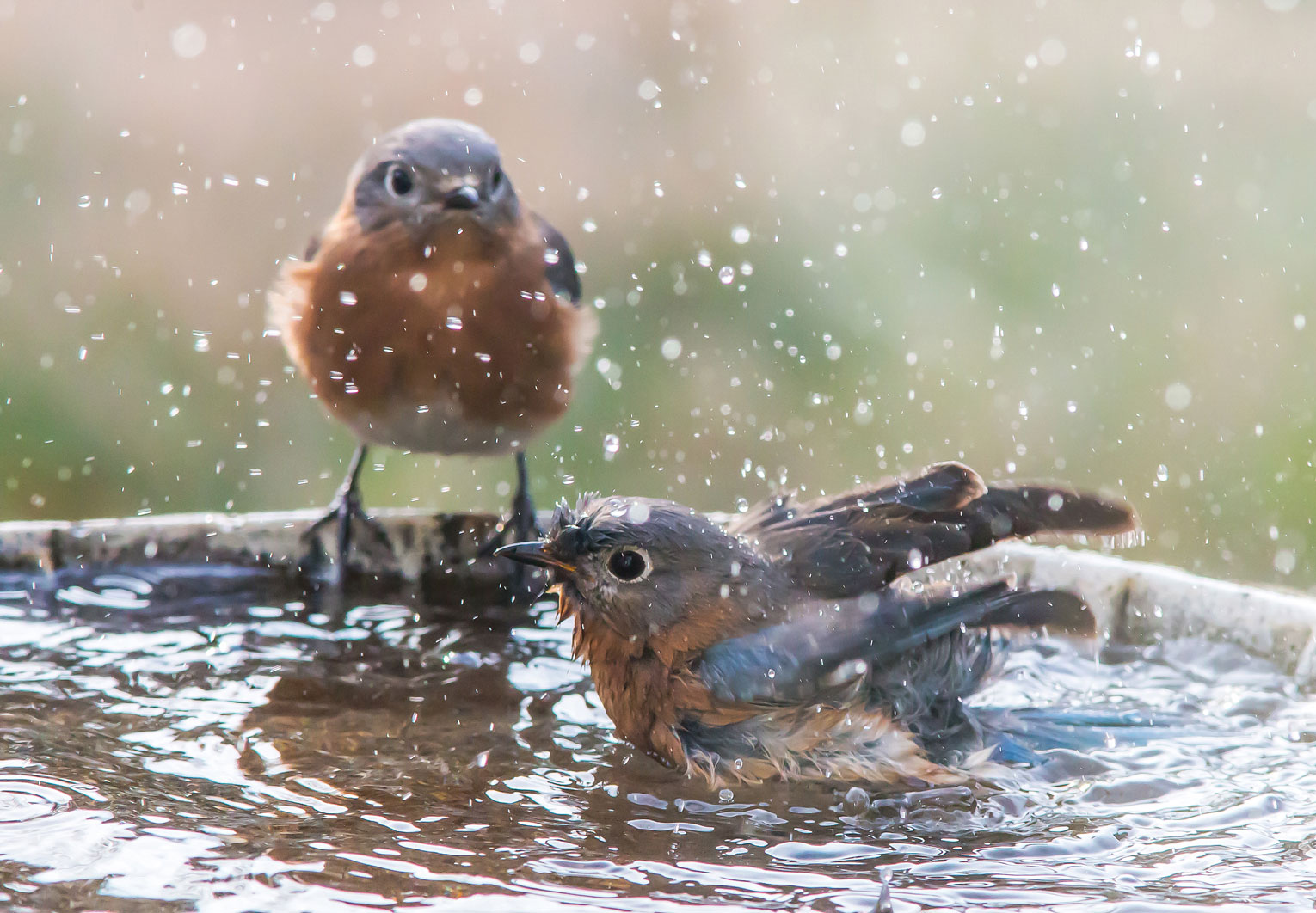 A photo of birds enjoying a splash in a bird bath.