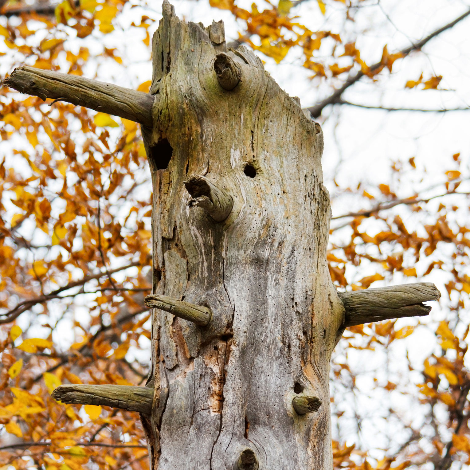 Photo of dead tree in a fall setting.